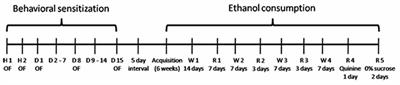 Ethanol Sensitization during Adolescence or Adulthood Induces Different Patterns of Ethanol Consumption without Affecting Ethanol Metabolism